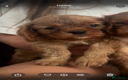 Cavalier King Charles Spaniel dogs for sale: Kc reg ruby cavalier boys available  - Image 9