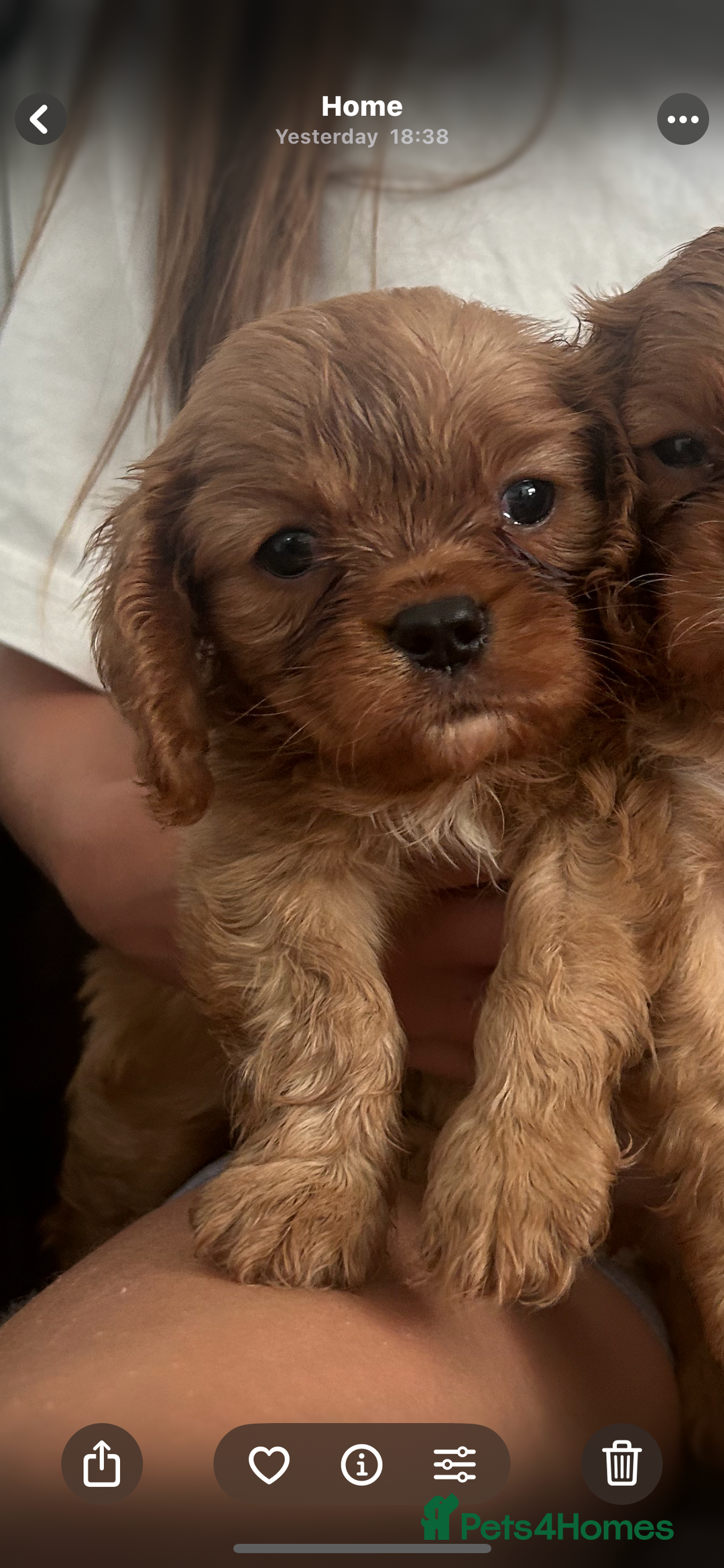 Cavalier King Charles Spaniel dogs for sale: Kc reg ruby cavalier boys available  - Image 9