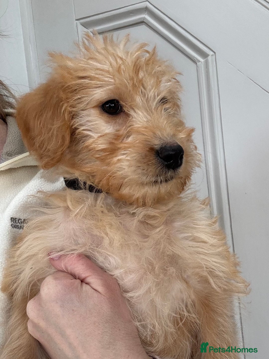 Labradoodle dogs for sale: ⭐️⭐️ Stunning Labradoodles Outstanding Parents⭐️⭐️ - Image 4