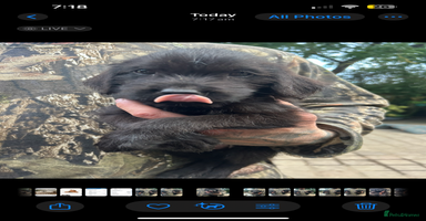 Mixed Breed dogs - Advert 7