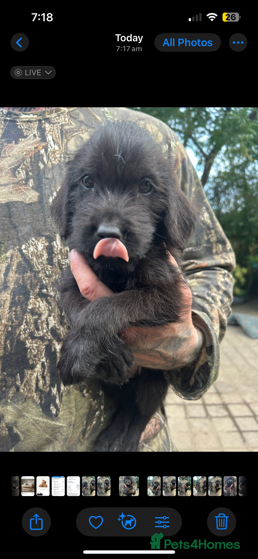 Mixed Breed dogs for sale: 3/4 Labrador 1/4 German wire hair pointer  - Image 10