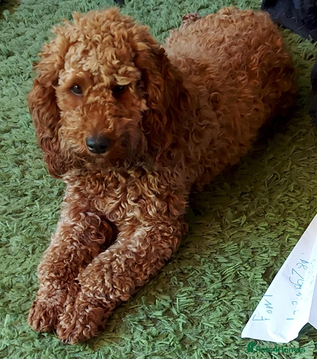 Gallery Image {{count}}