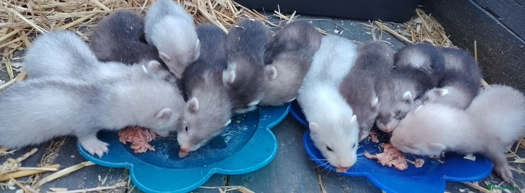 Ferret rodents for sale: Angora and small ferret kits - Advert 1