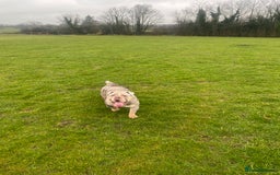 English Bulldog dogs for sale: English Bulldog Pair for Breeding - Image 9