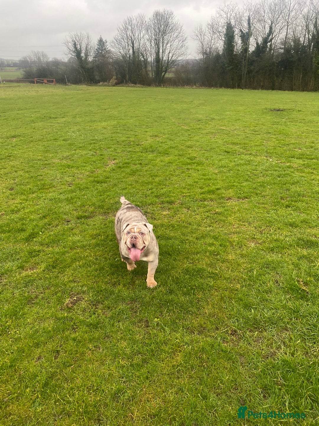English Bulldog dogs for sale: English Bulldog Pair for Breeding - Image 9