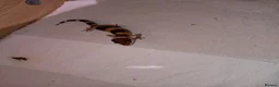 Leopard Gecko reptiles for sale: Leopard gecko - Advert 2