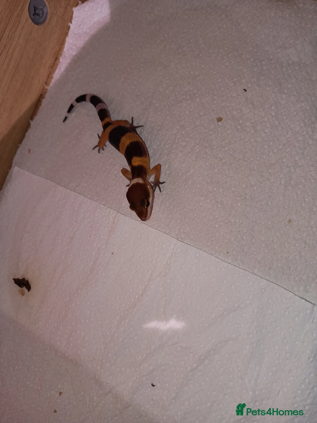 Leopard Gecko reptiles for sale: Leopard gecko - Advert 2