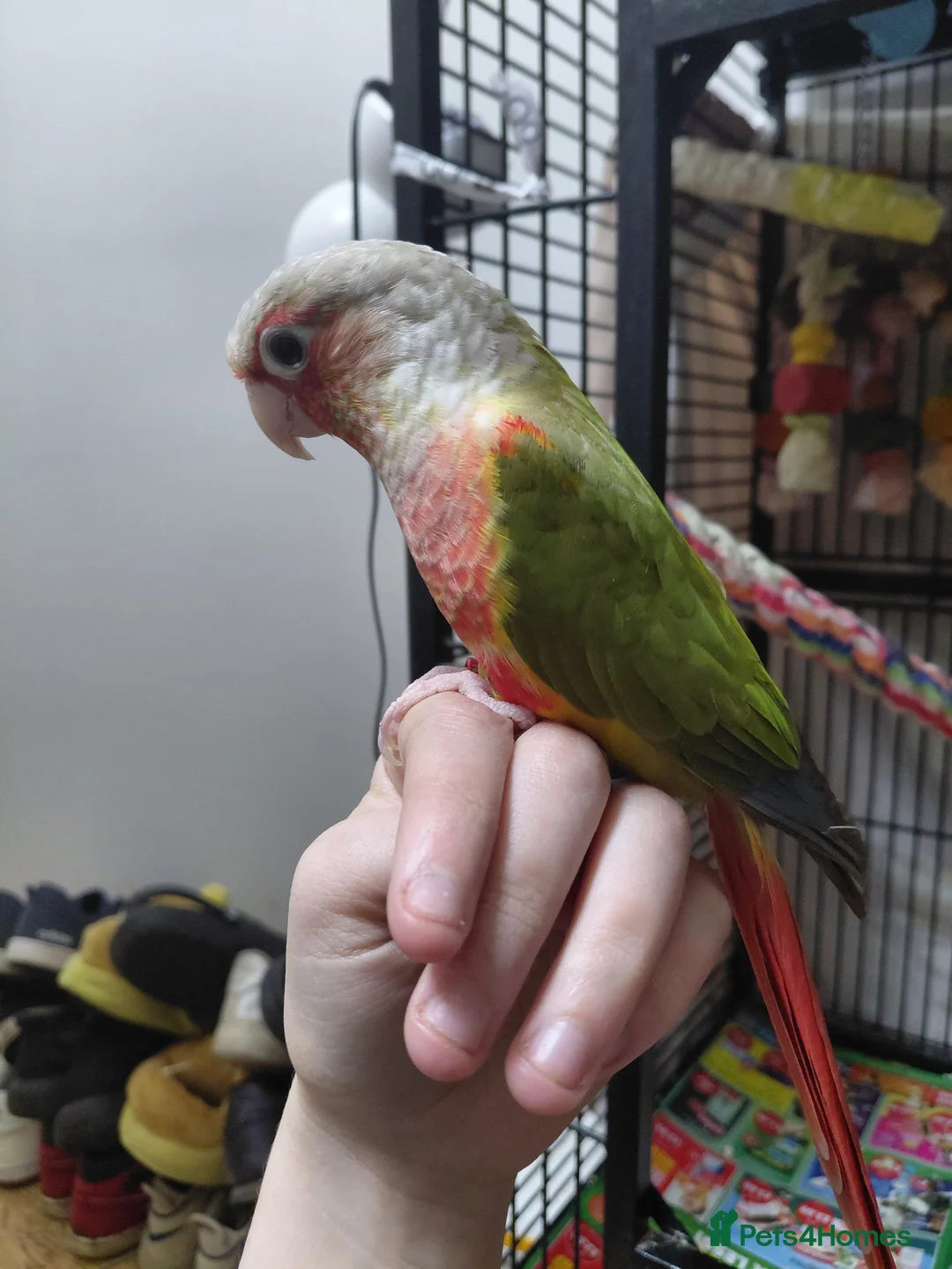 Conures birds for sale: Hand Reared Green Cheek Conure Pair in Huddersfield - Advert 2