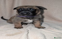 Mixed Breed dogs for sale: Belgian shepherd x Caucasian shepherd puppies  - Advert 3
