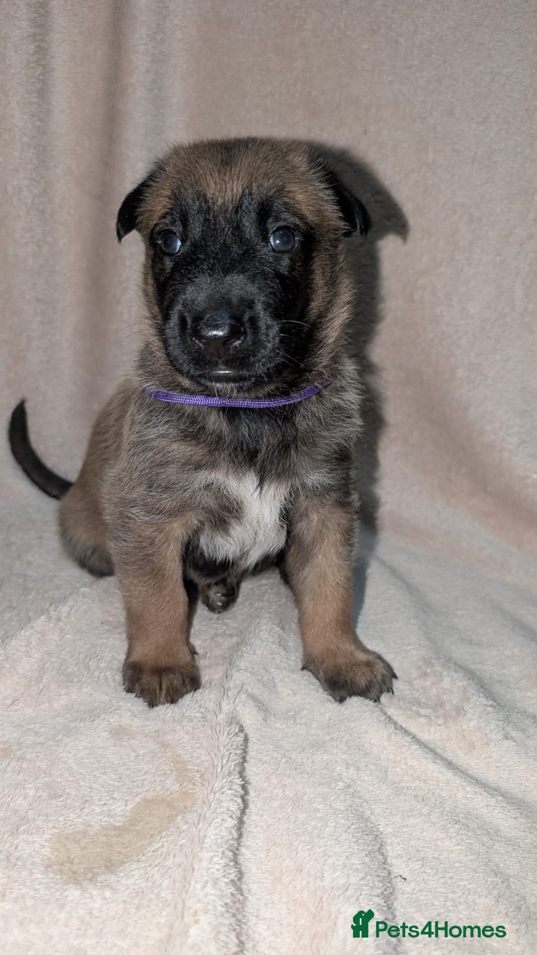 Mixed Breed dogs for sale: Belgian shepherd x Caucasian shepherd puppies  - Advert 3