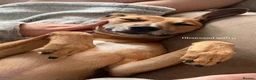 Lurcher dogs for sale: Beautiful Lurcher lawson is looking for his home  - Advert 1