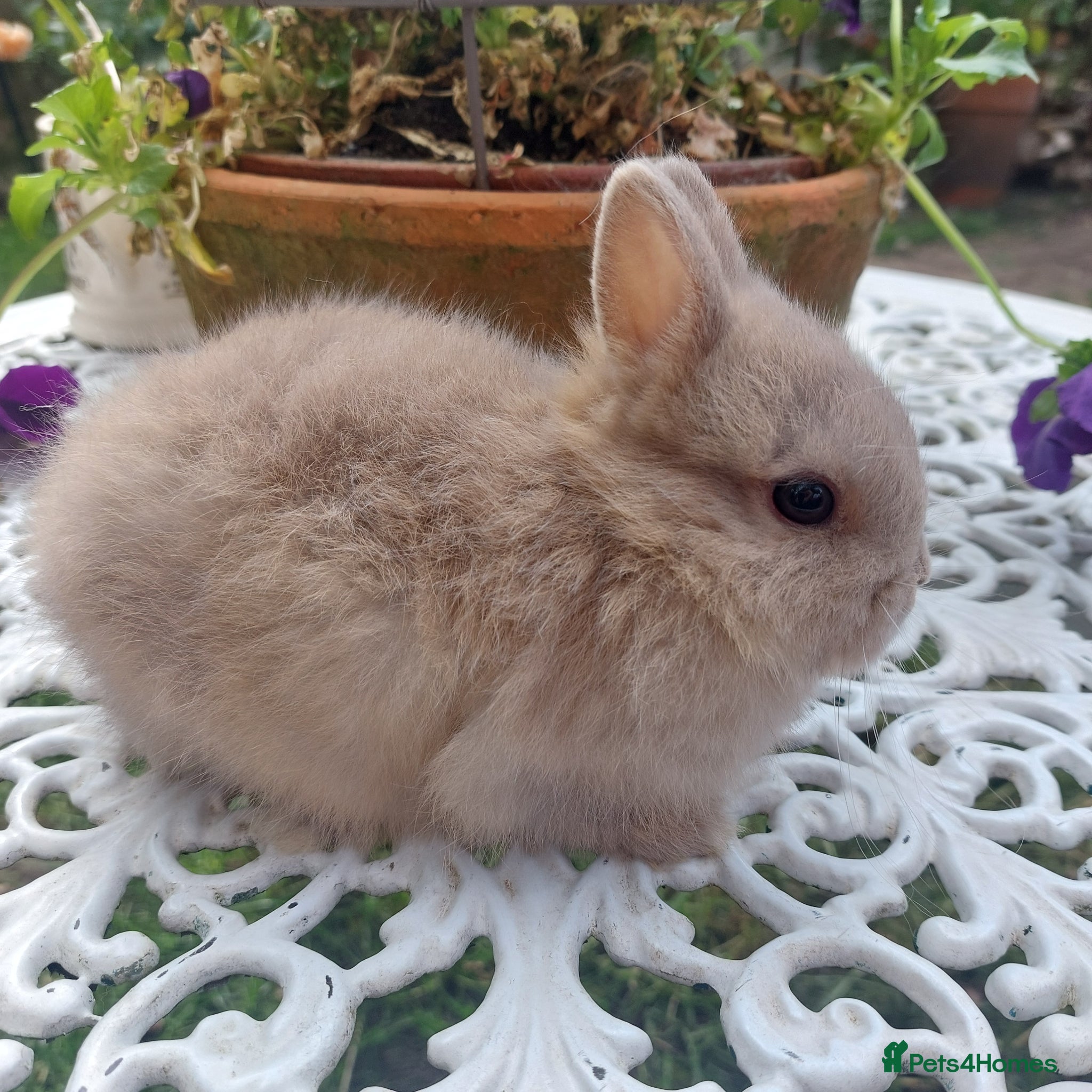 Angora rabbits STUNNING NEATHERLAND DWARF BABY - Advert 15