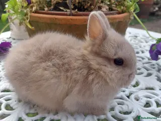 Angora rabbits STUNNING NEATHERLAND DWARF BABY - Advert 15