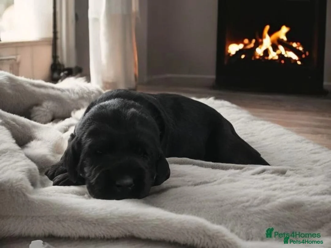 Labradoodle dogs for stud: Bailey the stud  in Glasgow - Advert 25