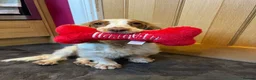 Cocker Spaniel dogs for sale: 5 Year Old Female Cocker Spaniel  - Advert 6