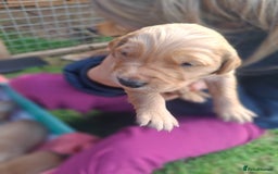 Golden Retriever dogs for sale: Working golden retriever puppies  - Image 22