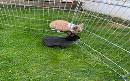 Mixed Breed rabbits for sale: Ready 3 beautiful lion head/English spot bunny’s  - Image 12