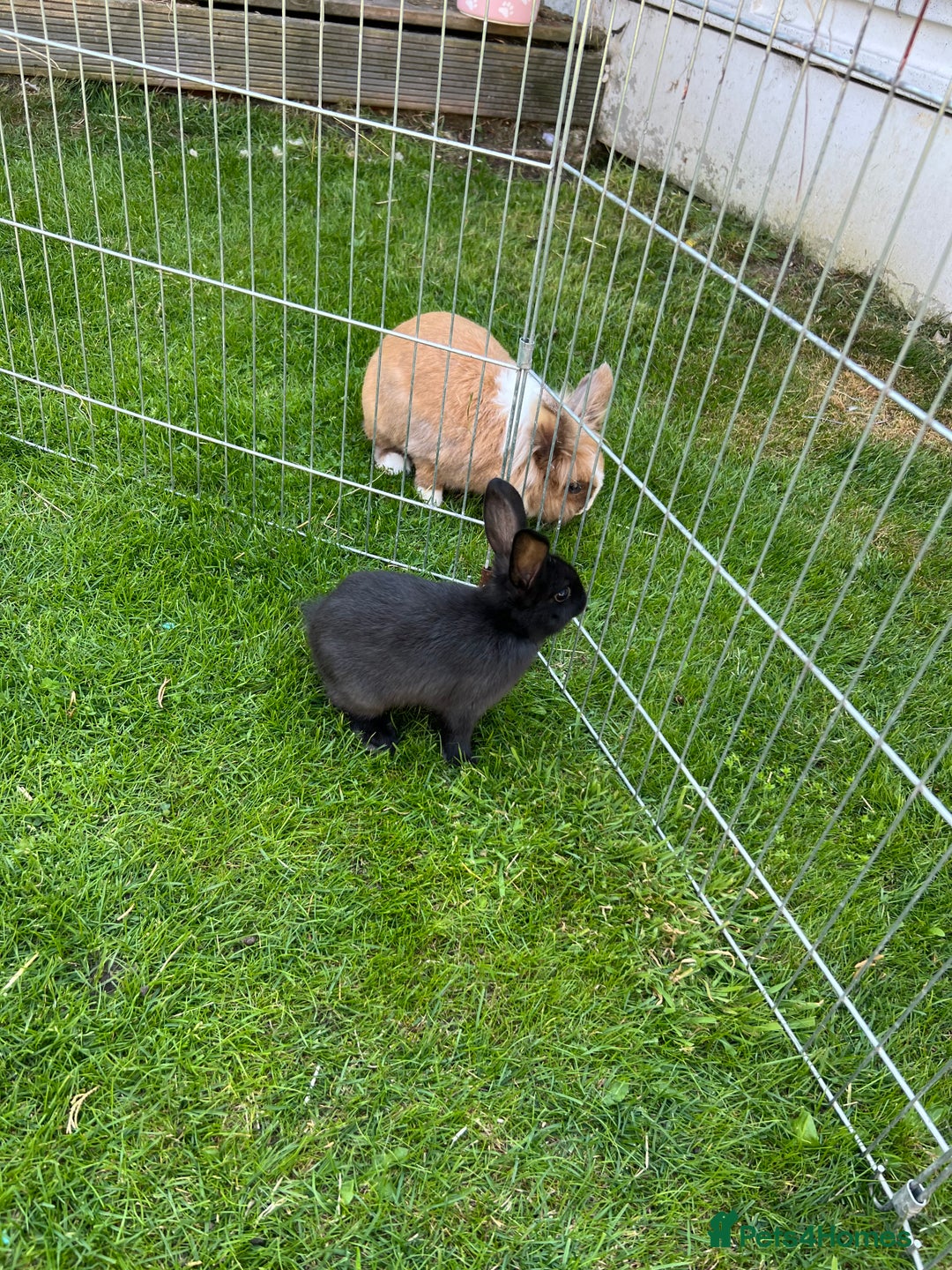 Mixed Breed rabbits for sale: Ready 3 beautiful lion head/English spot bunny’s  - Image 12