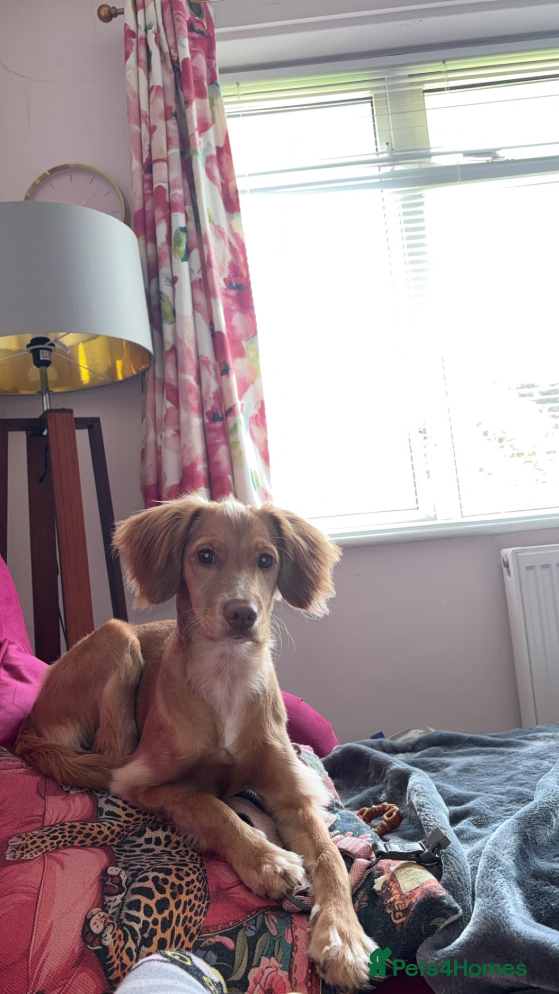 Cockapoo dogs Short haired cockapoo  - Advert 8