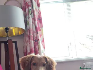 Cockapoo dogs Short haired cockapoo - Advert 2