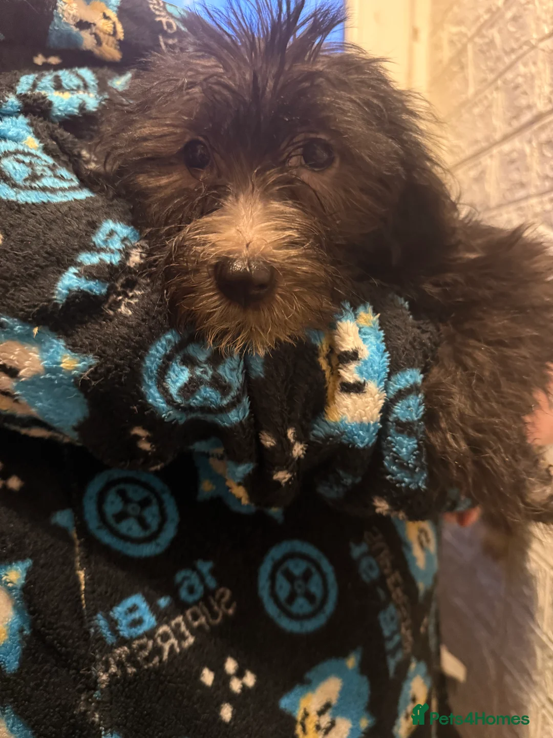 Mixed Breed dogs for sale: 6 Australian Shepherd X Springer x terrier puppies - Advert 16