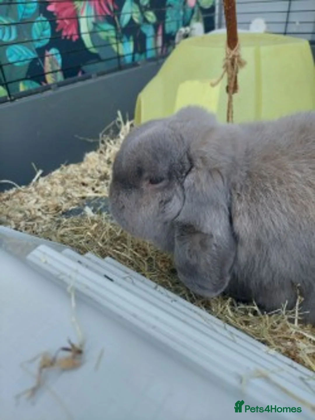 Dwarf Lop rabbits for sale: Adult Dwarf Lop for re homing in Birmingham - Advert 2
