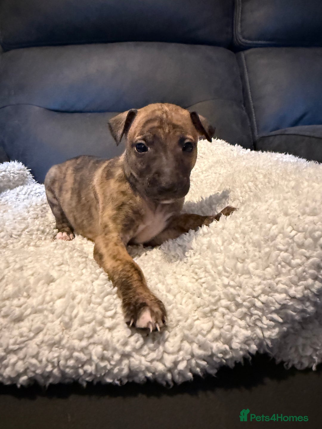 Mixed Breed dogs for sale: Italian Greyhound x Whippet - “Wiggies”  - Advert 3