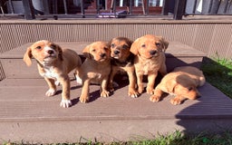 Mixed Breed dogs for sale: Labrador x Beagle  - Image 9