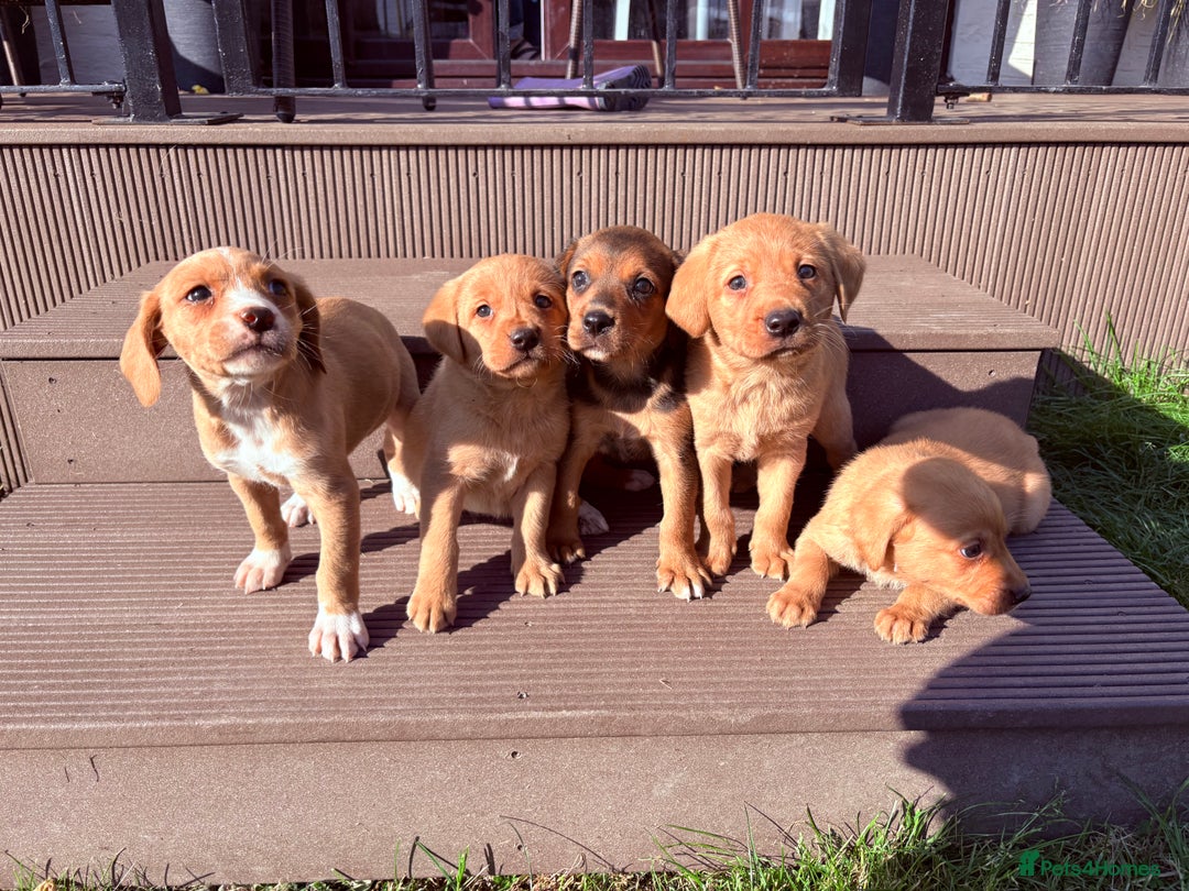 Mixed Breed dogs for sale: Labrador x Beagle  - Image 9