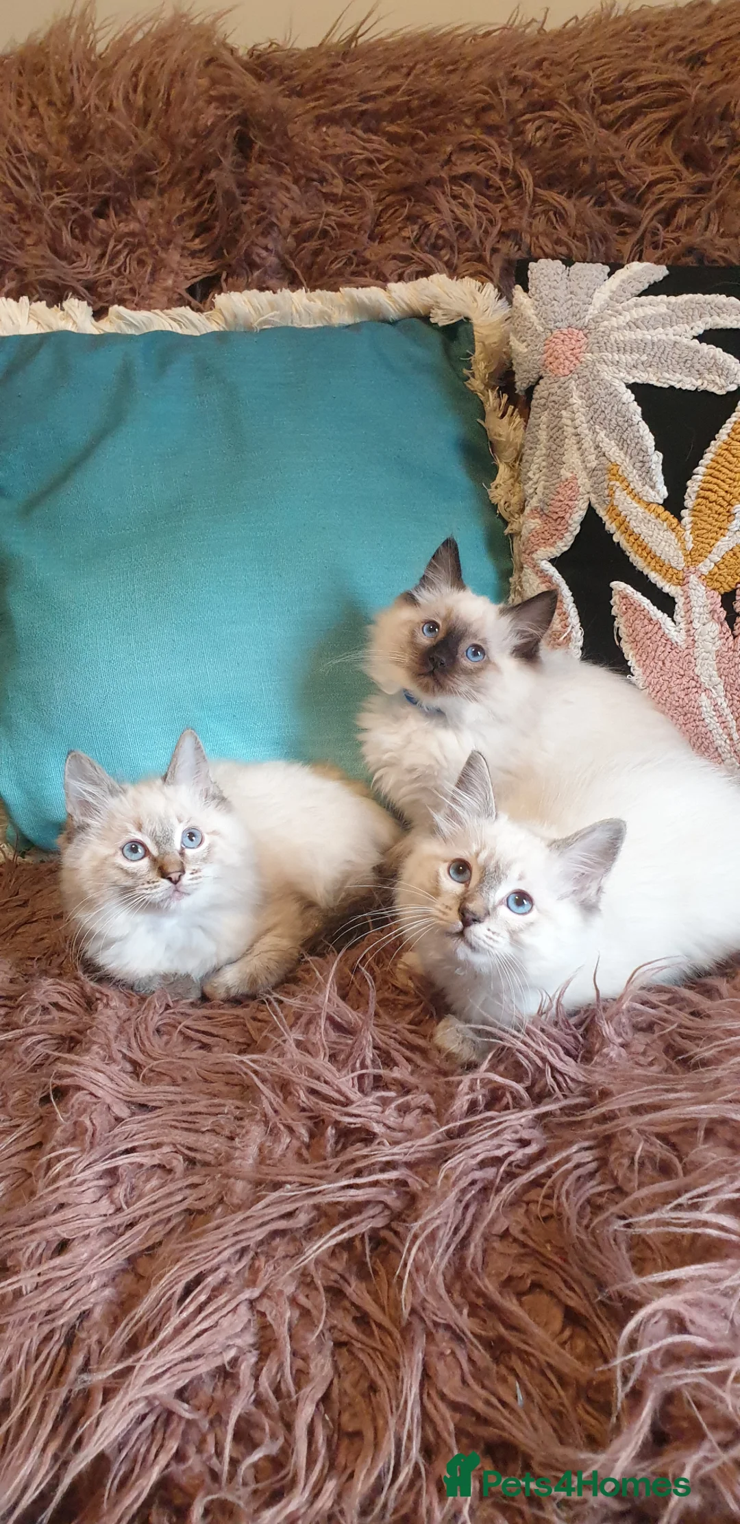 Ragdoll cats for sale: Beautiful GCCF Registered Ragdolls  - Advert 1
