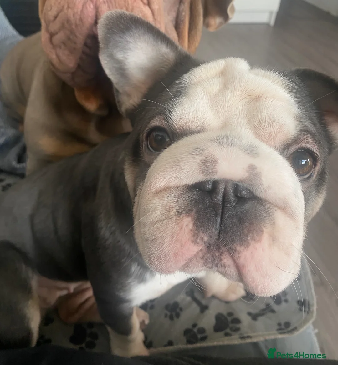 French Bulldog dogs for sale: 2 year old female frenchie - Advert 10