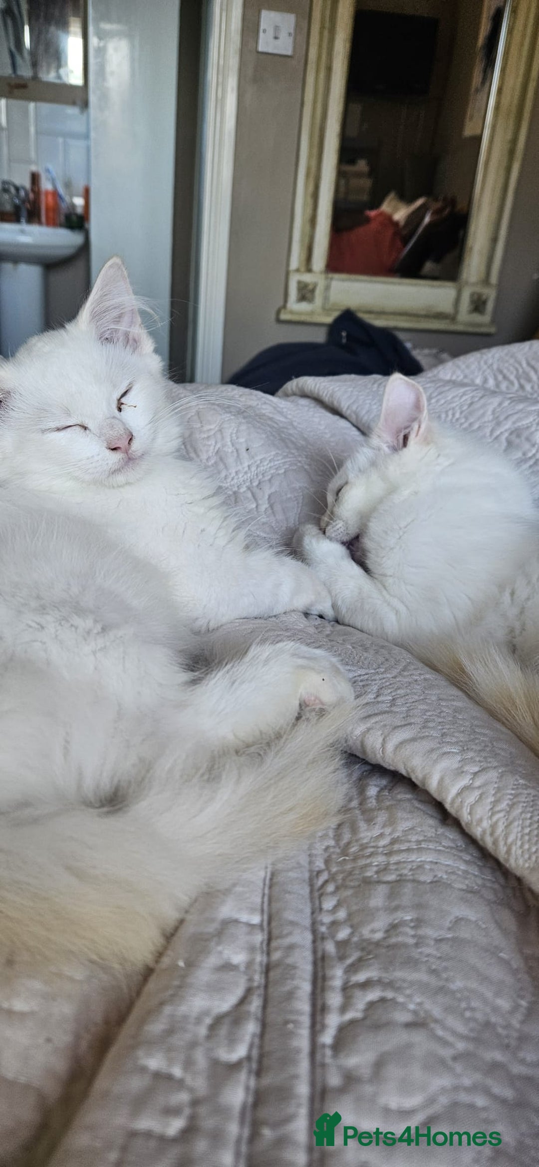 Ragdoll cats for sale: Rare flame point boys - Image 4