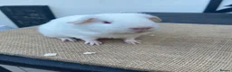 Guinea Pig rodents for sale: Beautiful boys - Advert 3
