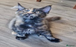Maine Coon cats for sale: 🌟Ready now🌟 3 large Maine coons active available - Image 11