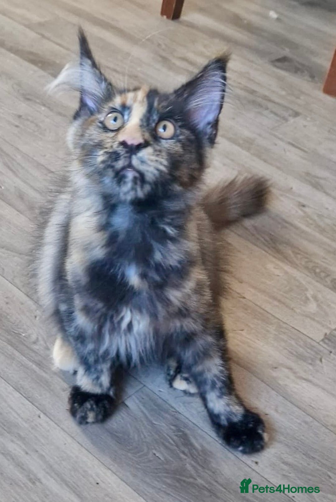Maine Coon cats for sale: 🌟Ready now🌟 3 large Maine coons active available - Image 11