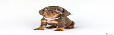 Miniature Dachshund 5