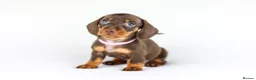 Miniature Dachshund dogs for sale: Short Haired miniature dachshund Puppy’s  - Advert 8
