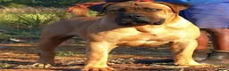 Boerboel dogs for sale: Waitlist now open - Advert 3