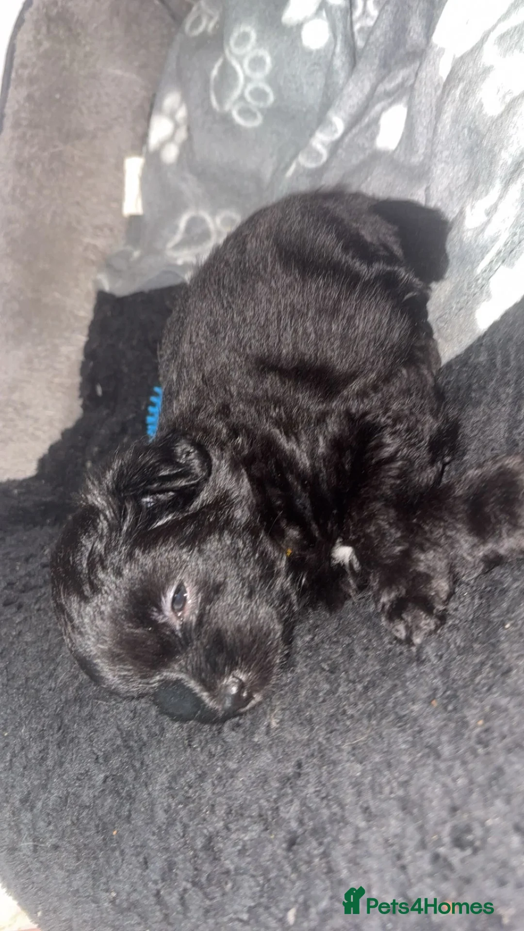 Maltipom dogs for sale:  Ready to leave now to forever Homes 🐶❤️ - Advert 2
