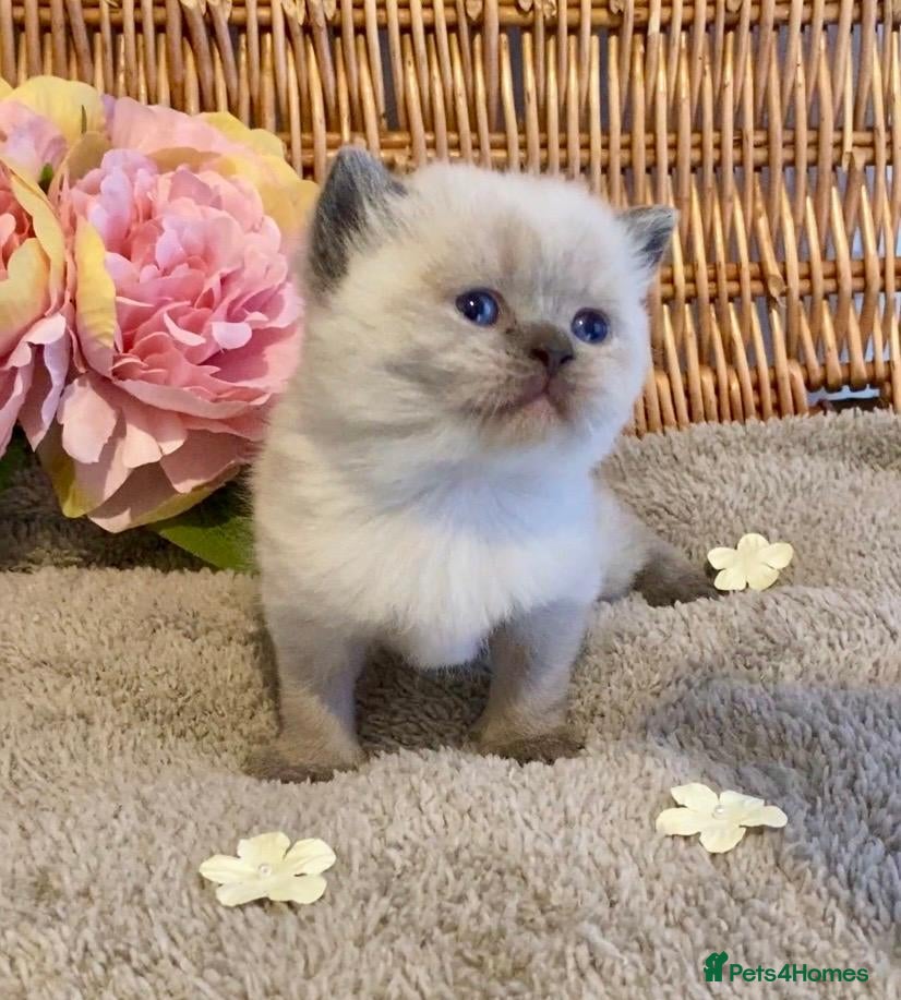 British Shorthair cats RARE SEAL LYNX PURE BRED BSH TEDDY BEARS - Advert 12