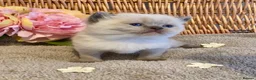 British Shorthair cats for sale: RARE SEAL LYNX PURE BRED BSH TEDDY BEARS - Advert 7