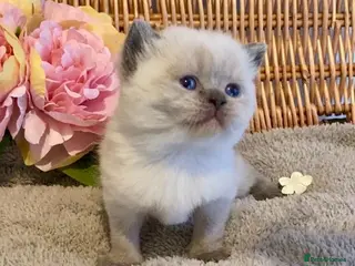 British Shorthair cats RARE SEAL LYNX PURE BRED BSH TEDDY BEARS - Advert 12