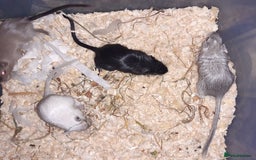 Gerbil rodents for sale: Super friendly gerbils from hobby breeder  - Image 5