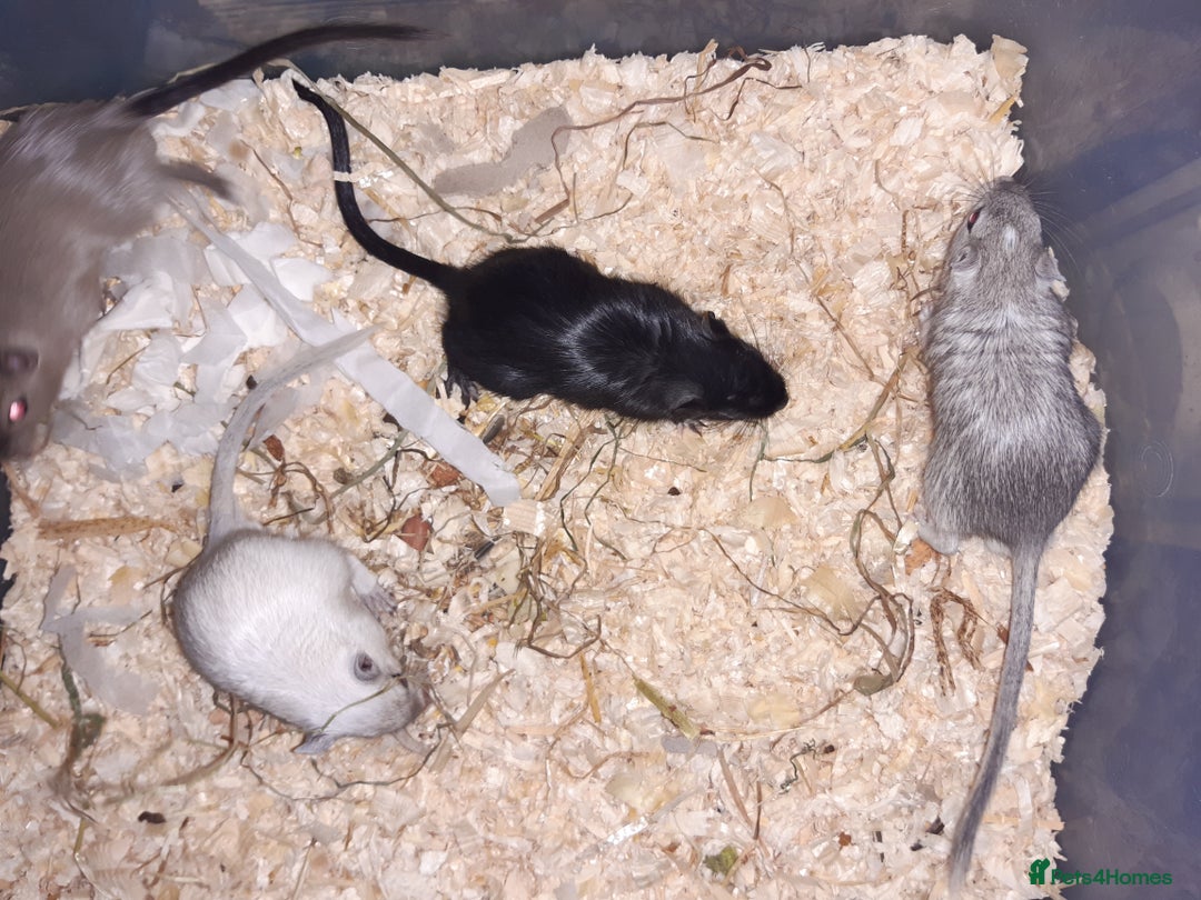 Gerbil rodents for sale: Super friendly gerbils from hobby breeder  - Image 5