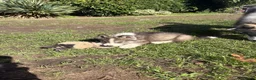 Mixed Breed dogs for sale: LAST PUPPY LEFT Samoyed x husky PRICE REDUCED - Advert 18