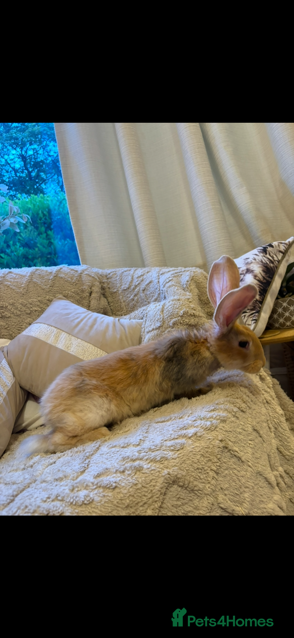 Continental Giant rabbits for sale: One left Lovely continental Giants baby rabbits  - Advert 4