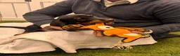 Dobermann dogs for sale: Dobermann Puppies in Colchester - Advert 2