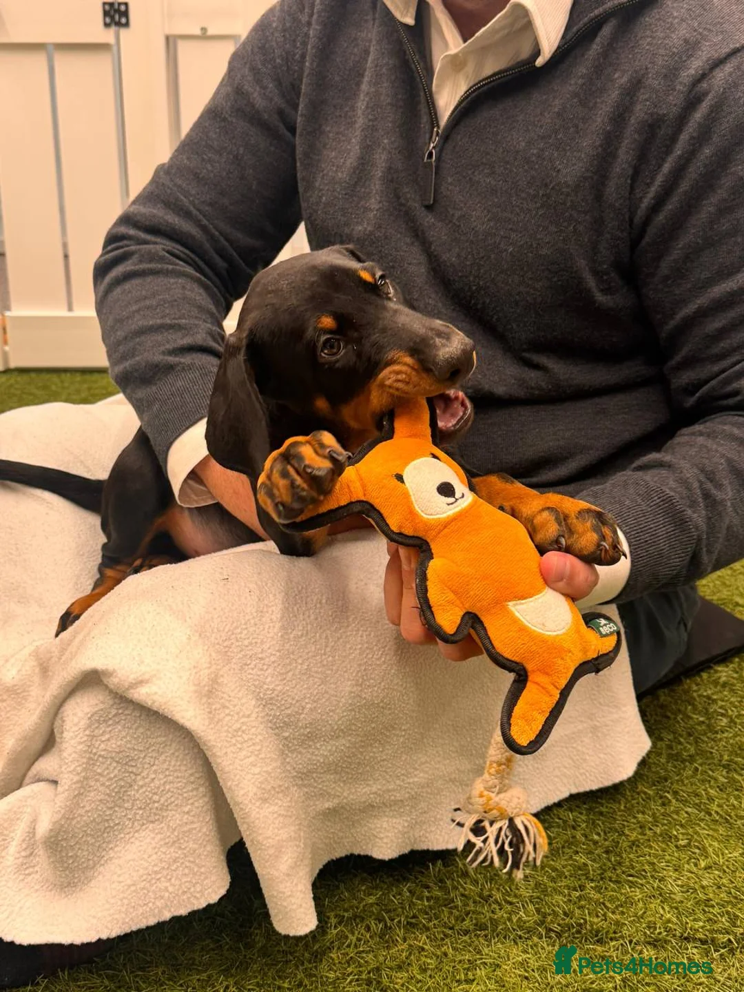 Dobermann dogs for sale: Dobermann Puppies in Colchester - Advert 2