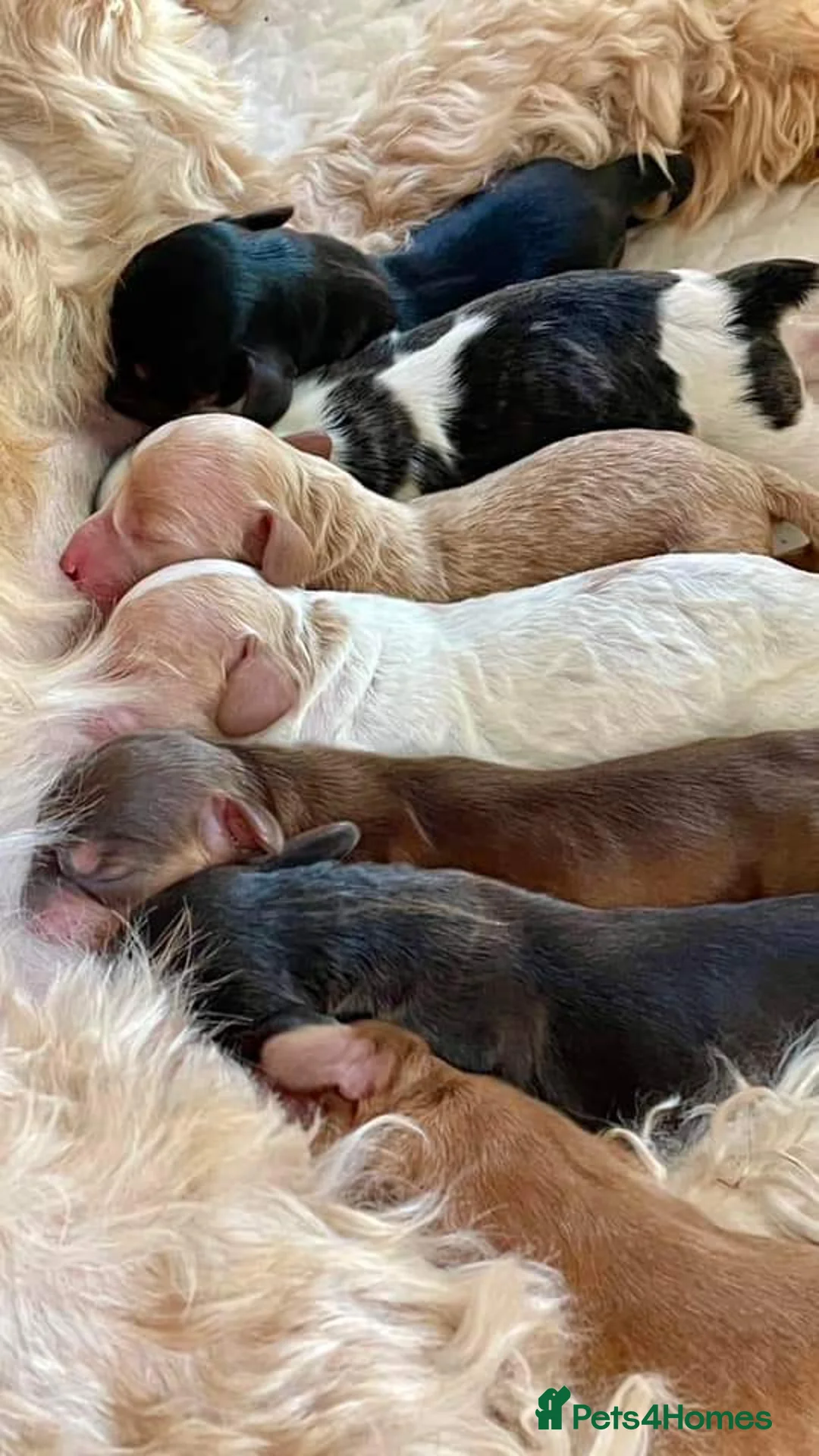 Cockapoo dogs for stud: Stunning Sable F1 Cockapoo DNA health tested clear in Cannock - Advert 18