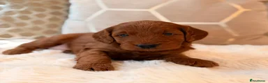 Cockapoo 5